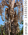 Dry Palm Fronds and Dead Crown as Natural Texture Dry Palm Fronds and Dead Crown as Natural Texture 143892390