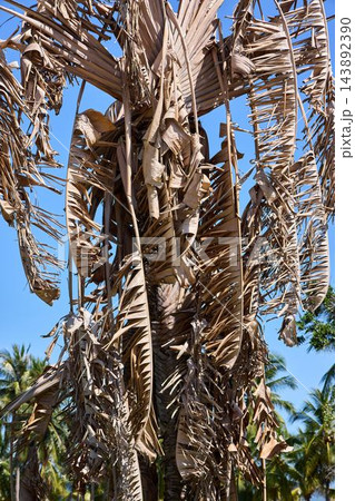 Dry Palm Fronds and Dead Crown as Natural Texture 143892390