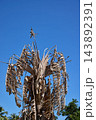 Withered Palm Crown and Dry Leaves Against Blue Sky Withered Palm Crown and Dry Leaves Against Blue Sky 143892391