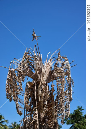 Withered Palm Crown and Dry Leaves Against Blue Sky Withered Palm Crown and Dry Leaves Against Blue Sky 143892391