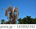 Dead Palm Crown with Brown Fronds in Tropical Setting Dead Palm Crown with Brown Fronds in Tropical Setting 143892392