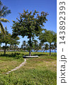Healthy Shade Tree with Circular Bench Near Nha Trang Beach Healthy Shade Tree with Circular Bench Near Nha Trang Beach 143892393
