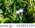 White Beach Spider Lily Flower in Tropical Garden White Beach Spider Lily Flower in Tropical Garden 143892399