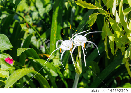 White Beach Spider Lily Flower in Tropical Garden White Beach Spider Lily Flower in Tropical Garden 143892399