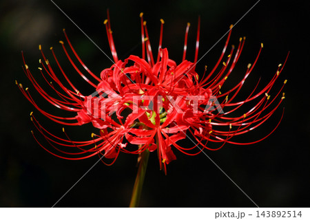 漆黒に灯る曼珠沙華の紅い花 漆黒に灯る曼珠沙華の紅い花 143892514