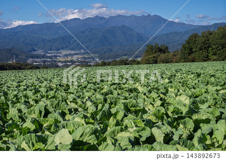 赤城山山麓のキャベツ畑と武尊山 赤城山山麓のキャベツ畑と武尊山 143892673