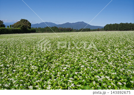 そばの花と子持山・赤城山麓・日本の秋の風景 そばの花と子持山・赤城山麓・日本の秋の風景 143892675