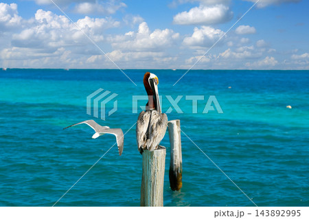Caribbean Pelican on a beach pole 143892995