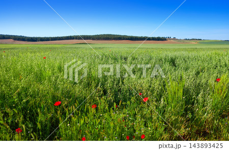 Spring meadow poppies at Castile La Mancha Spring meadow poppies at Castile La Mancha 143893425