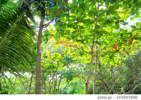 jungle rainforest atmosphere green background 143893806