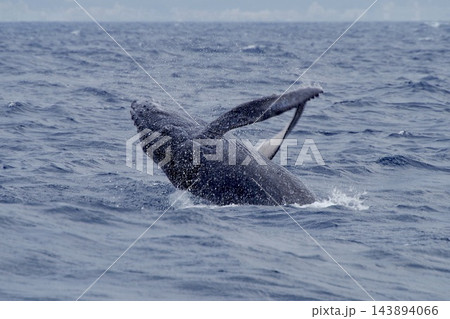 沖縄・那覇沖でダイナミックにブリーチングするザトウクジラ 143894066