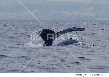 冬の那覇沖で海面を打つザトウクジラの尾びれ 冬の那覇沖で海面を打つザトウクジラの尾びれ 143894067