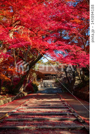 京都山科 毘沙門堂の敷き紅葉 京都山科 毘沙門堂の敷き紅葉 143894188