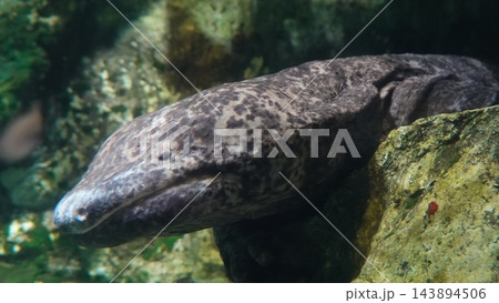 岩陰に佇む特別天然記念物オオサンショウウオ 岩陰に佇む特別天然記念物オオサンショウウオ 143894506