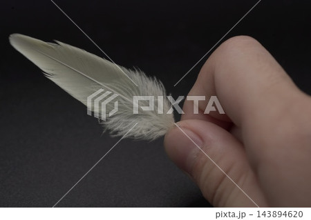 白い羽 143894620
