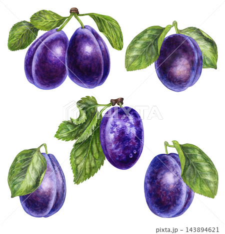 Watercolor collection of purple plums with leaves and branches isolated on white. Hand painted fruit and botanical elements for food packaging, jam labels, juice branding, recipe cards, orchard design 143894621