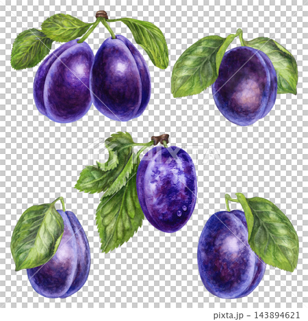 Watercolor collection of purple plums with leaves and branches isolated on white. Hand painted fruit and botanical elements for food packaging, jam labels, juice branding, recipe cards, orchard design 143894621