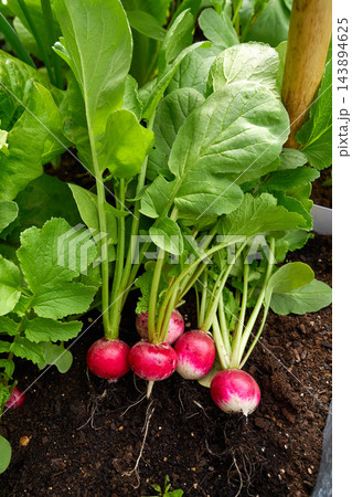 Radishes in an orchard at urban garden Radishes in an orchard at urban garden 143894625