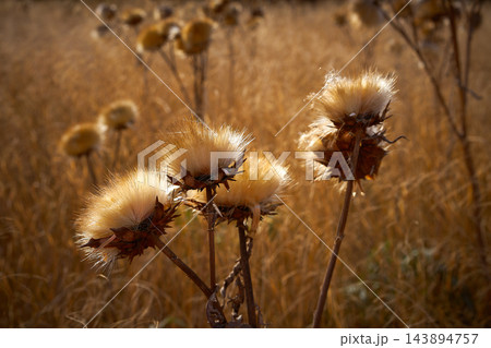 Dried thistle plant in golden meadow Dried thistle plant in golden meadow 143894757