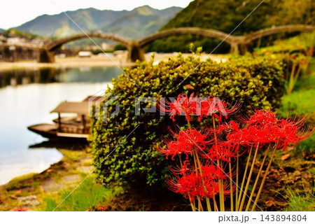 錦川に咲く彼岸花 錦川に咲く彼岸花 143894804