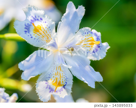 春の庭に咲くシャガの花 143895033