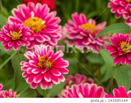 ピンクのダリアの花が咲いています 143895144
