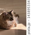 見つめる猫 143895334