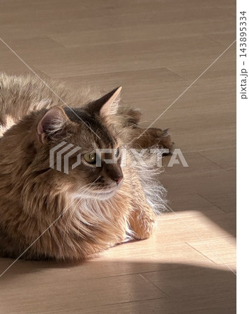 見つめる猫 見つめる猫 143895334