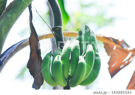 banana fruit or Gros Michel, Musa sapientum or banana blossom banana fruit or Gros Michel, Musa sapientum or banana blossom 143895343