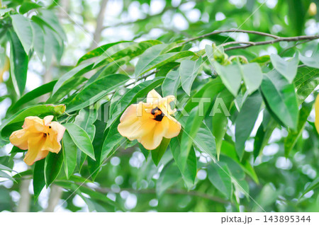 Bombycidendron grewiifolium Hassk Zoll and Moritzi, Malvaceae or yellow flower Bombycidendron grewiifolium Hassk Zoll and Moritzi, Malvaceae or yellow flower 143895344