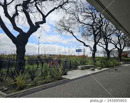 Twisting Bare Tree Branches Above Planted Median 143895603