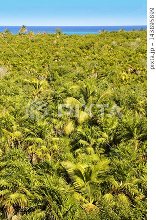 tropical palm tree jungle Sian Kaan Tulum tropical palm tree jungle Sian Kaan Tulum 143895899