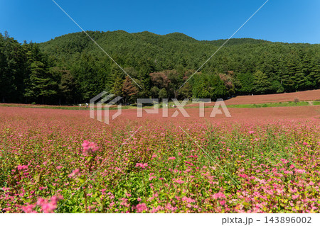 快晴の赤そばの里 / 赤そばの花が開花 143896002