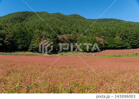 快晴の赤そばの里 / 赤そばの花が開花 143896003