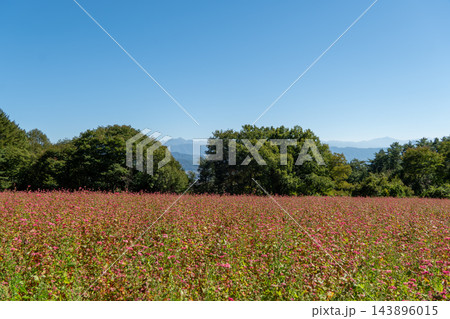 快晴の赤そばの里 / 赤そばの花が開花 143896015