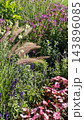 Colorful summer garden border with pink flowers, purple blooms, ornamental grass plumes, green foliage, and layered planting in a sunlit outdoor flower garden landscape 143896085