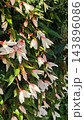 Cascading ornamental shrub branches with pale pink and white bell shaped flowers among glossy green leaves in bright natural light, detailed floral garden foliage and greenery 143896086
