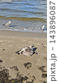 Seabirds resting on wet sand beside rolling ocean waves, with a mottled juvenile gull in the foreground and pale gulls near the shoreline on a coastal beach and shore 143896087