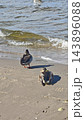 Two ducks resting on a sandy beach beside gently breaking waves, with wet shoreline, footprints, scattered shells, long shadows, and textured water in a coastal scene 143896088