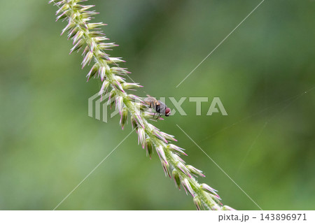 Close-up of a housefly resting on a wild spiky grass plant outdoors. Macro insect and botany nature scene. Close-up of a housefly resting on a wild spiky grass plant outdoors. Macro insect and botany nature scene. 143896971