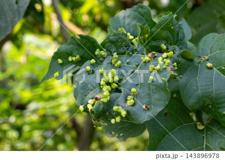 Close-up of green leaf infected with insect galls and leaf curl disease. Plant pathology specimen growing on tree foliage in garden environment. 143896978