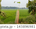 Young tree sapling protected by a plastic mesh guard next to a green paddy field. Tree plantation project in a rural agricultural landscape. Young tree sapling protected by a plastic mesh guard next to a green paddy field. Tree plantation project in a rural agricultural landscape. 143896981