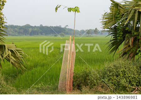 Young tree sapling protected by a plastic mesh guard next to a green paddy field. Tree plantation project in a rural agricultural landscape. Young tree sapling protected by a plastic mesh guard next to a green paddy field. Tree plantation project in a rural agricultural landscape. 143896981