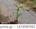 Close-up of a hand holding a wild green plant stem with leaves. Lantana camara weed shoot held against a blurred road background. Close-up of a hand holding a wild green plant stem with leaves. Lantana camara weed shoot held against a blurred road background. 143896982