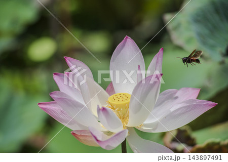 A bee flying toward a blooming pink lotus flower in a pond garden with a visible yellow seed pod and stamens in sharp focus against a soft green bokeh background of lotus leaves. 143897491