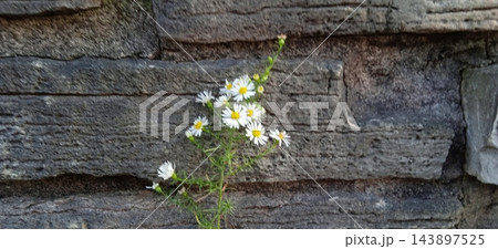 石垣の隙間から咲く白い小菊、生命力と自然の強さの象徴 石垣の隙間から咲く白い小菊、生命力と自然の強さの象徴 143897525