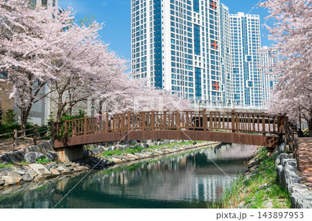 wooden bridge across Dongsam Sea Stream bycherry blossom tunnel, Busan 143897953