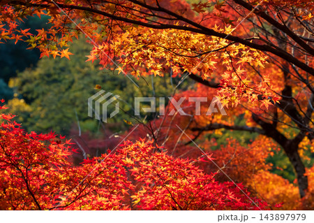 Colorful autumn maple leaf in Kiyomizu-dera garden, Kyoto 143897979