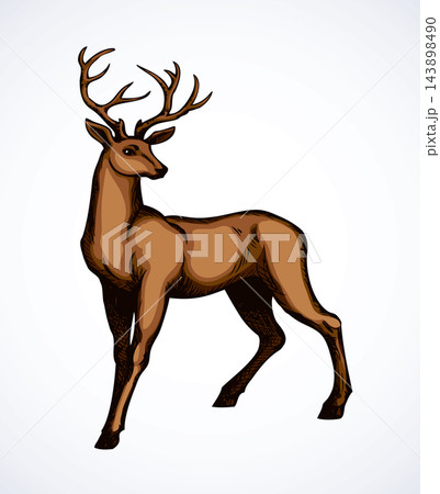 Beautiful noble deer. Vector drawing 143898490