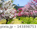 長野県阿智村　花桃の里 143898753